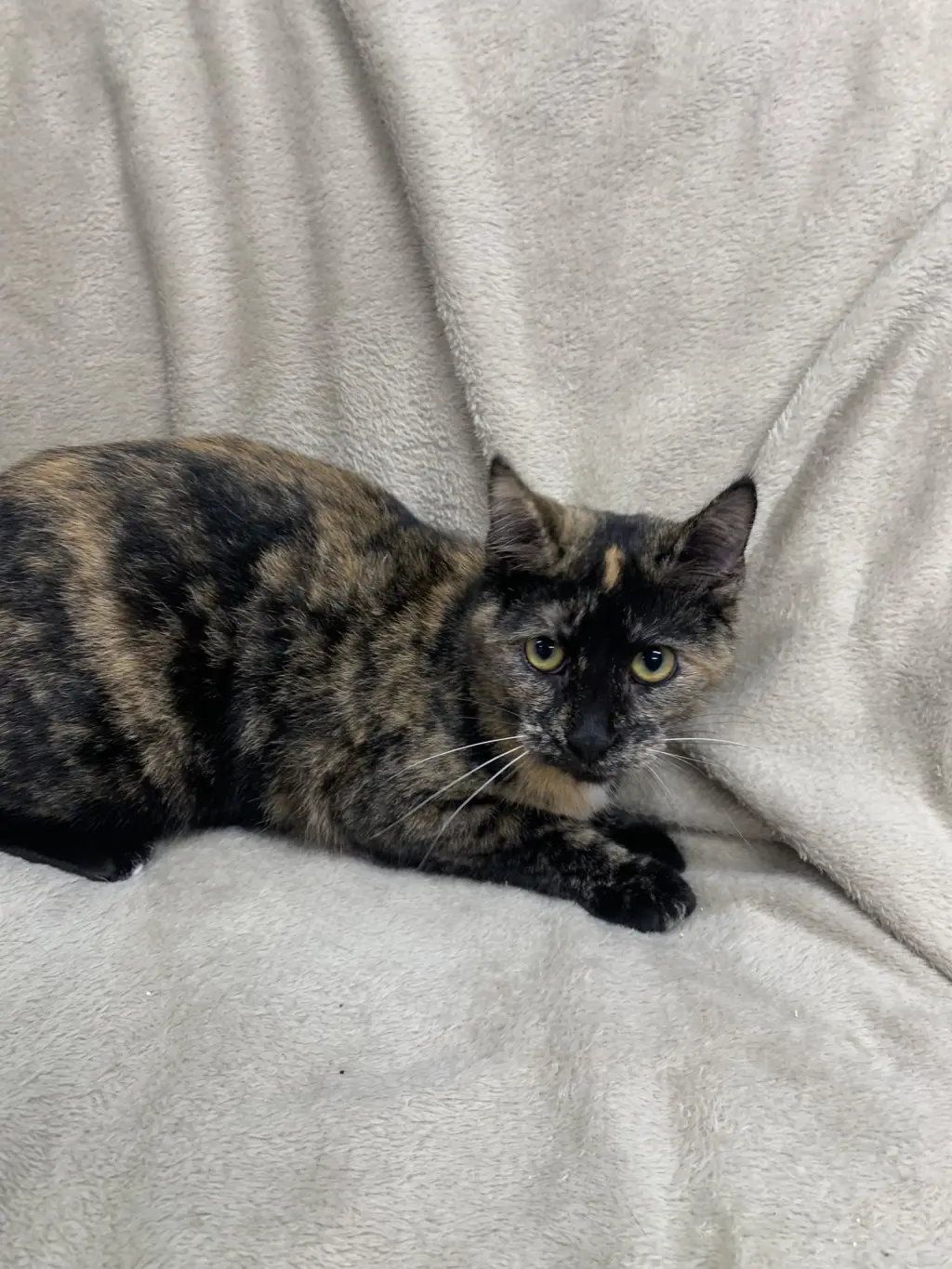 Peanut