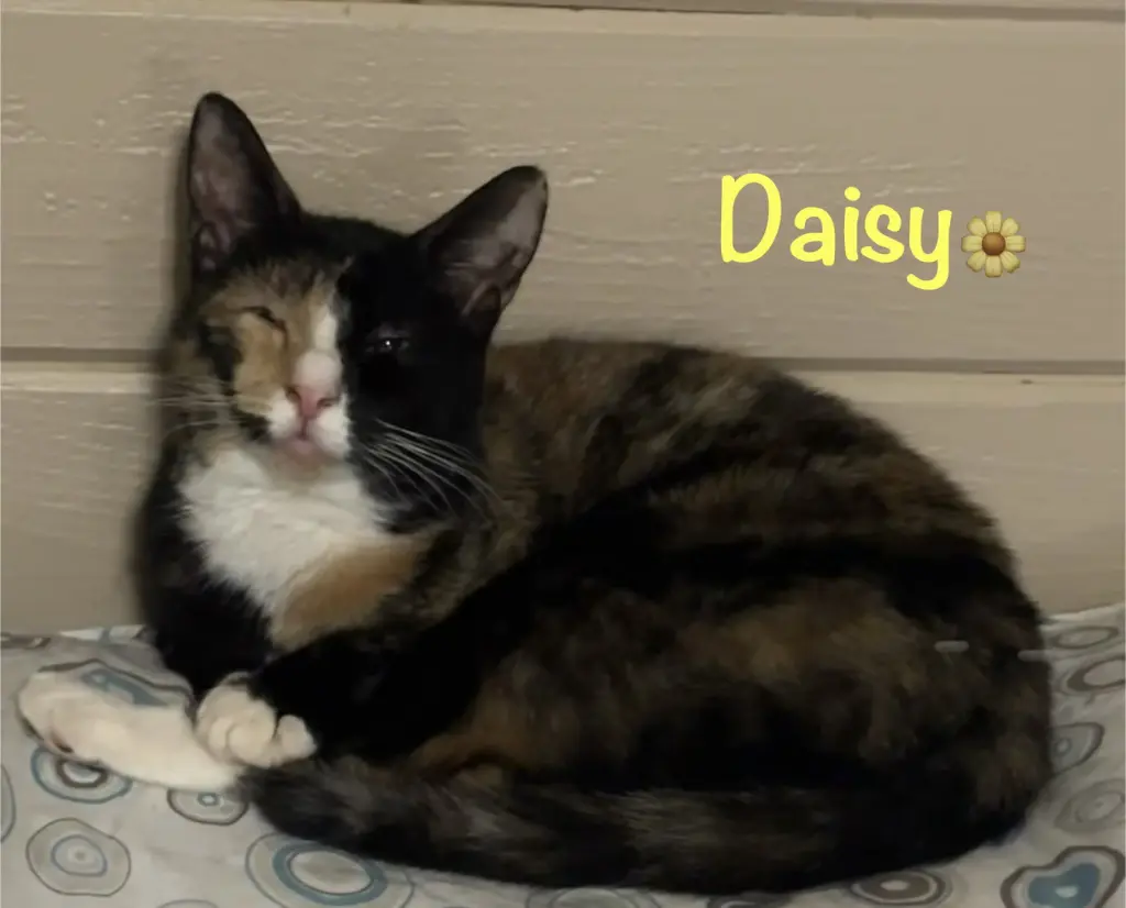 Daisy
