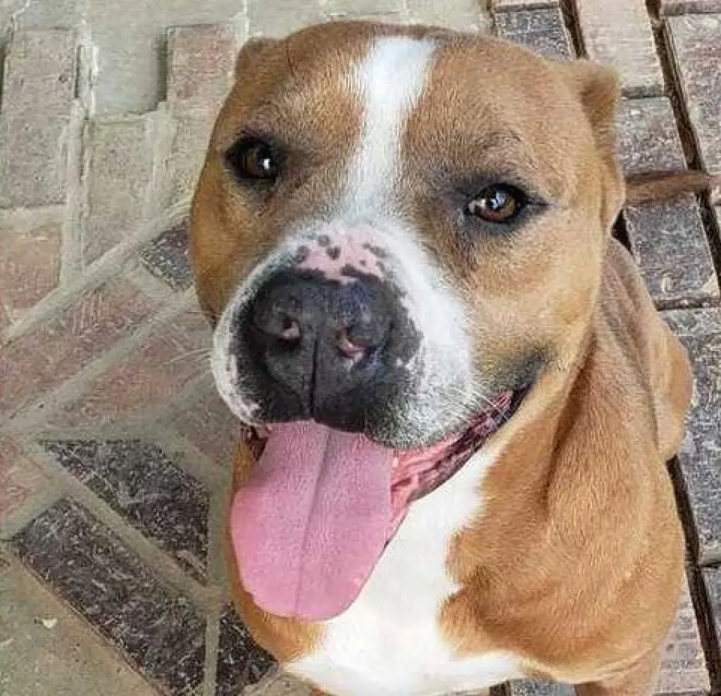 Brocho - A Total Sweetheart