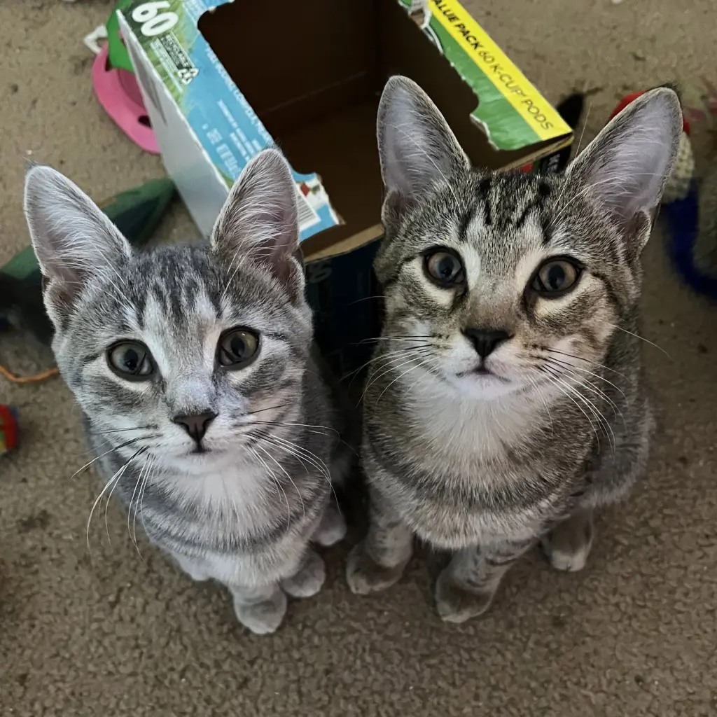 Journey (bonded with Trixter)