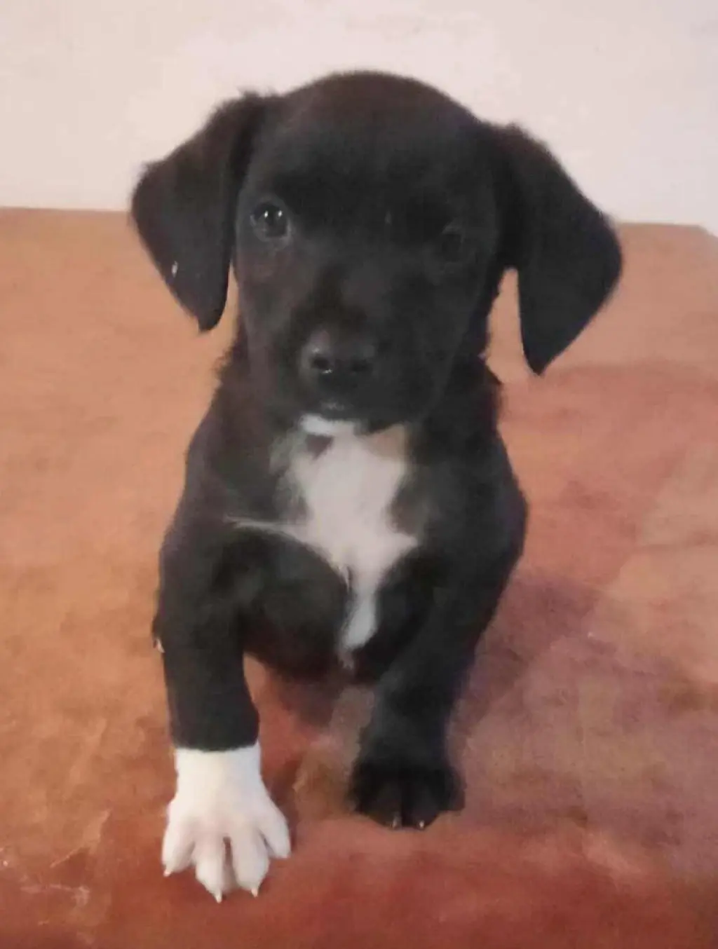 Jet
