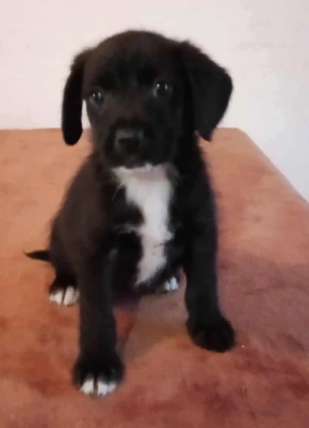 Rosie