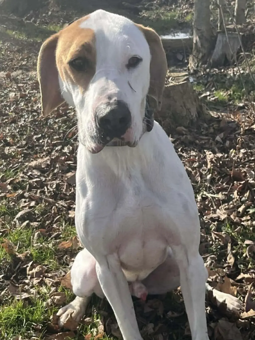 Hound Dawgs : Clark