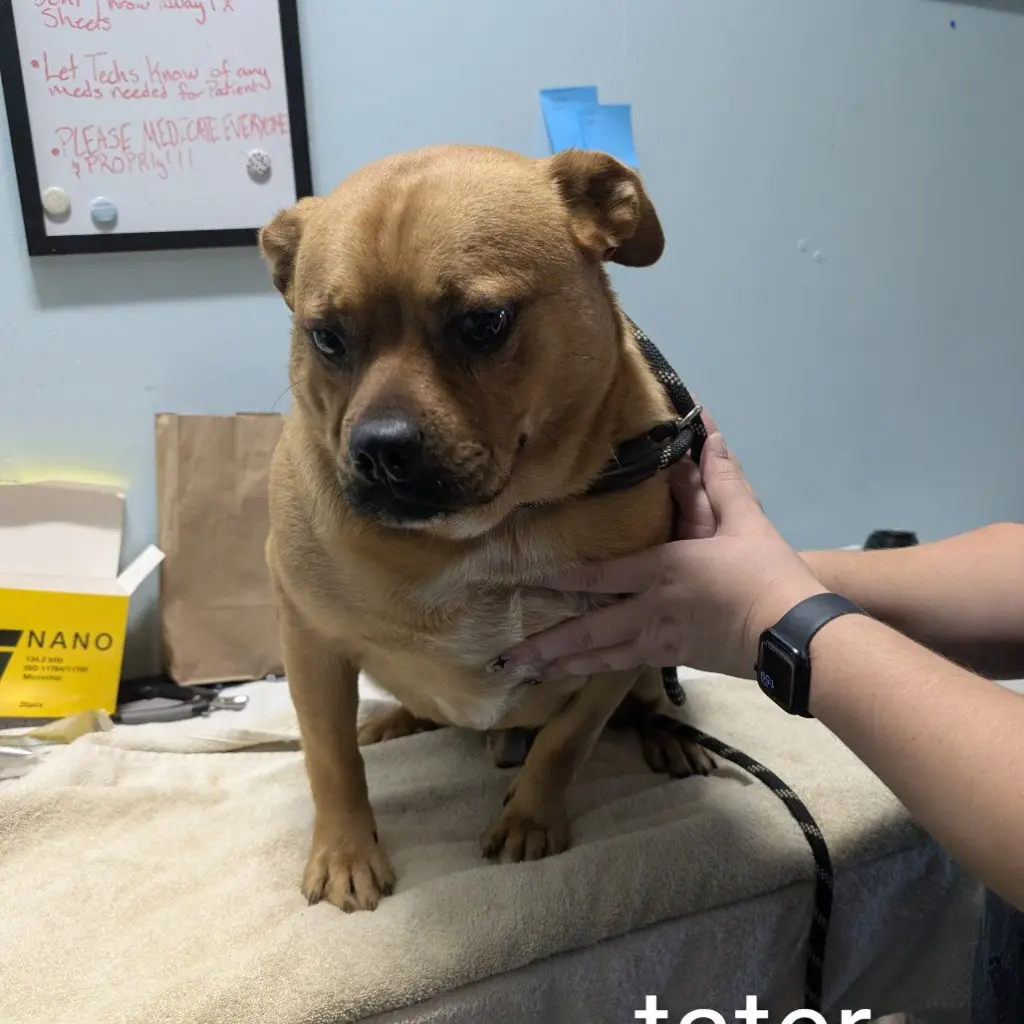 TATER