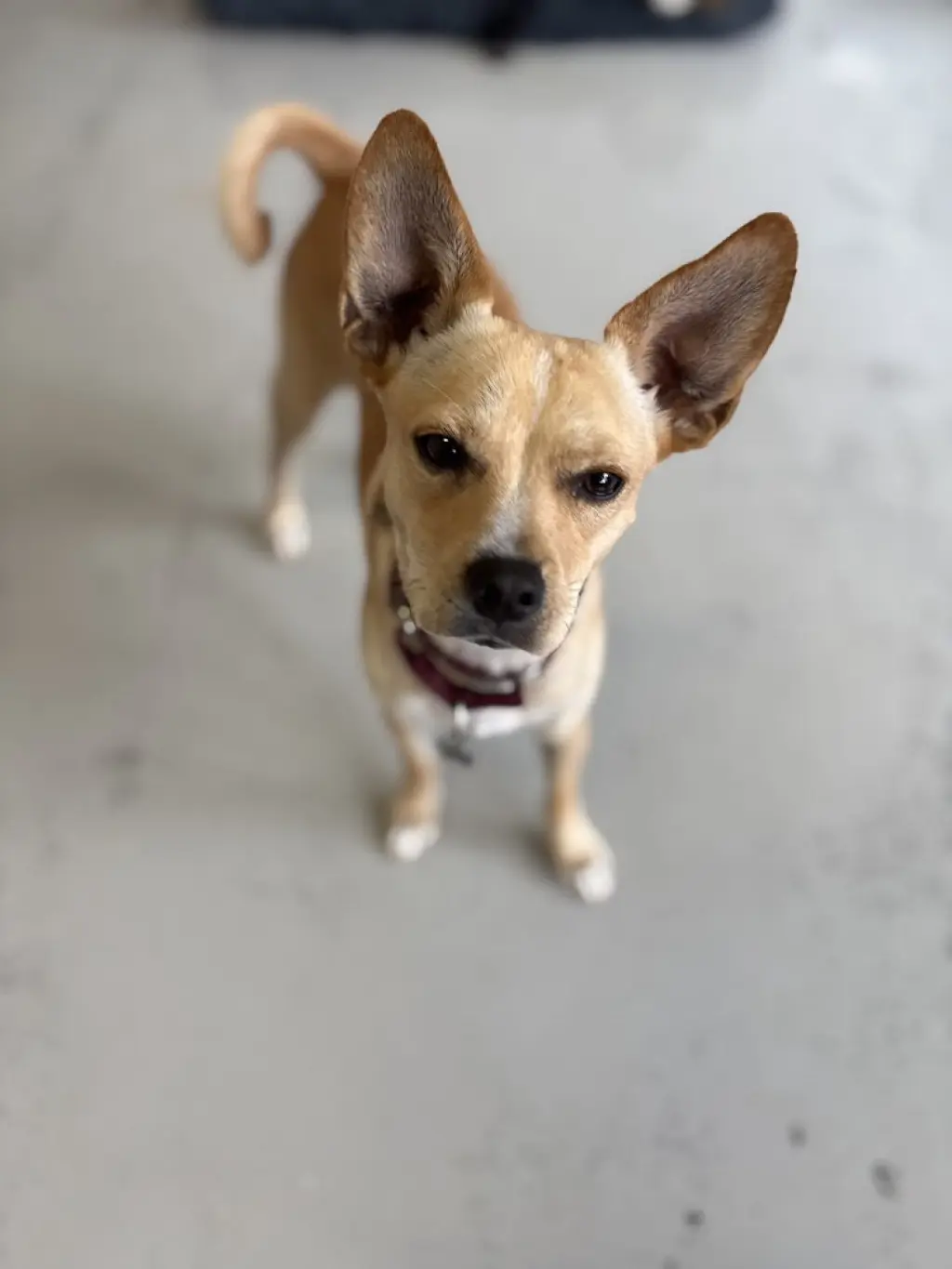 Paco #0444