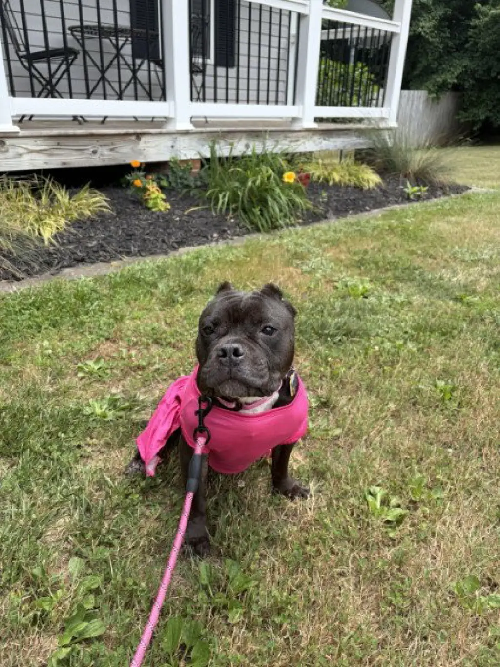 Gertie