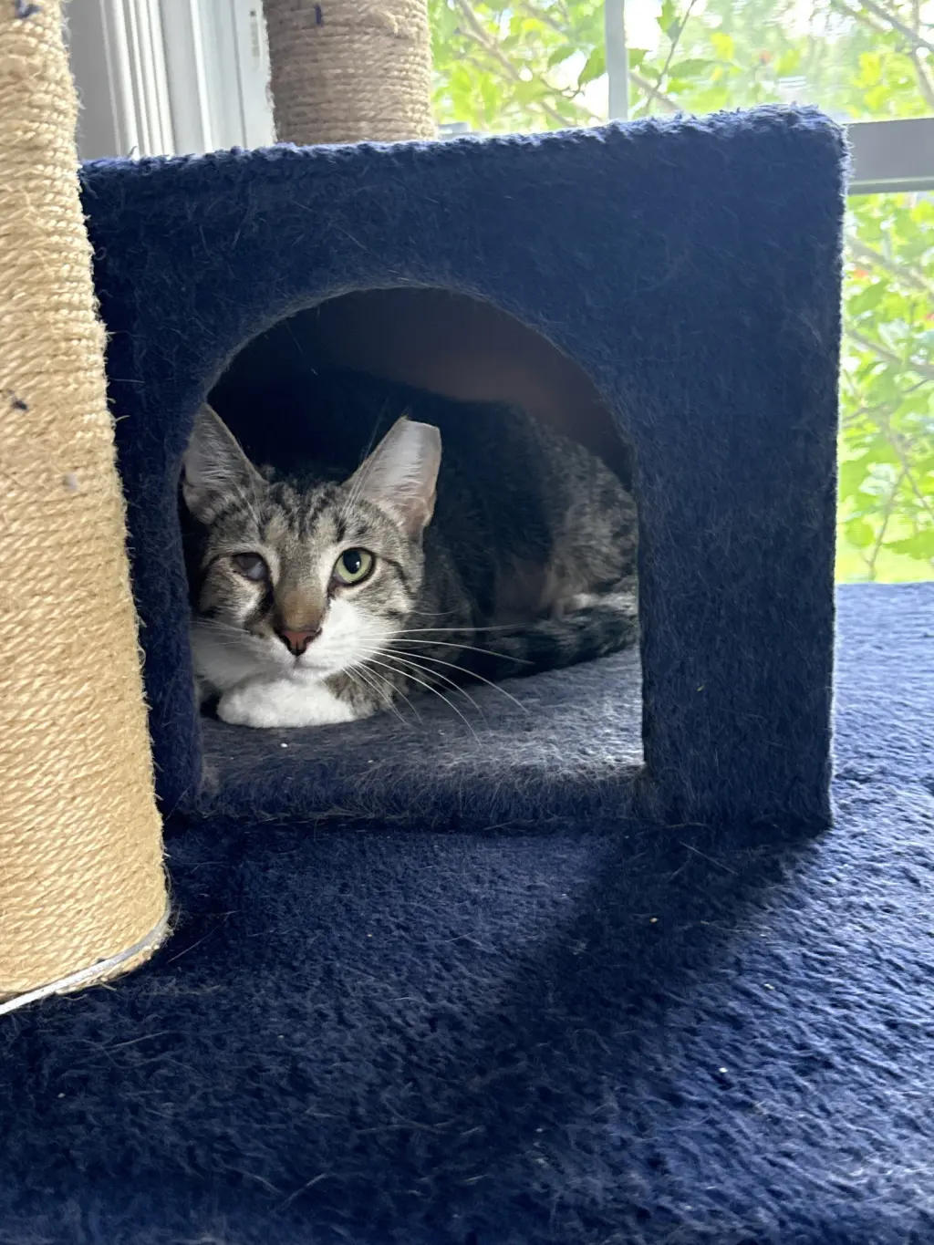 Wink (bonded to Perry)