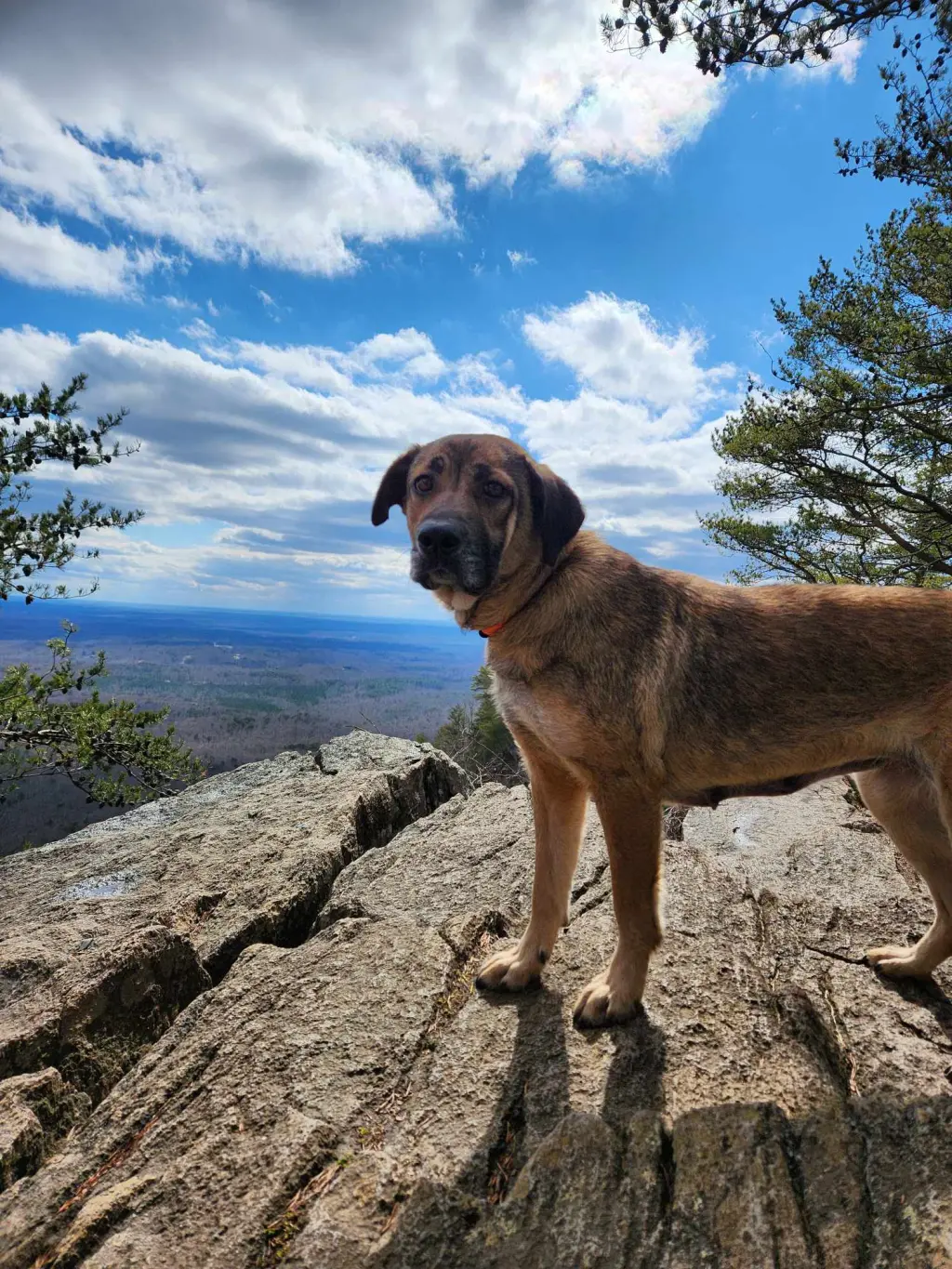 Cleo