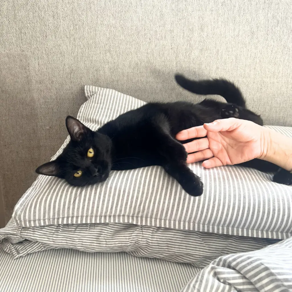 Elodie