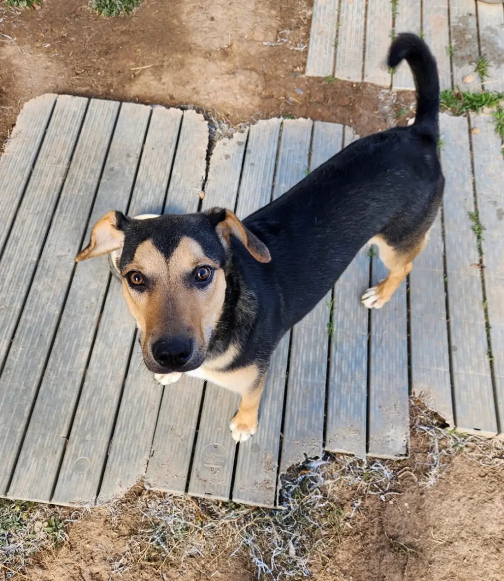 Jax