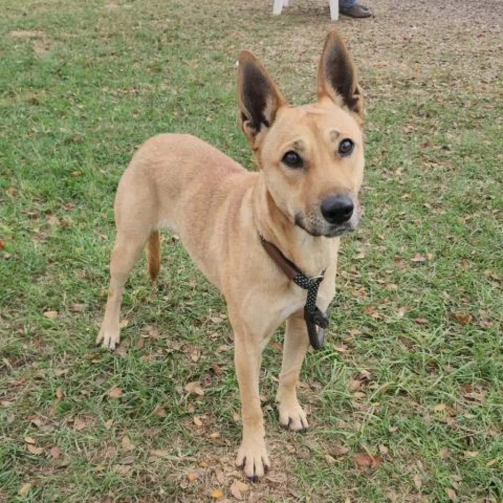 PENNY