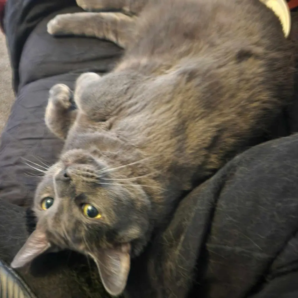Teddi
