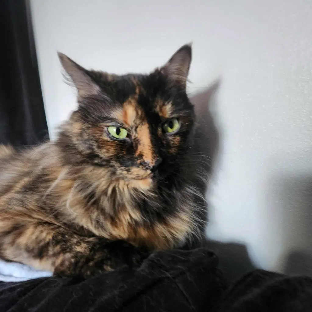 Lucie
