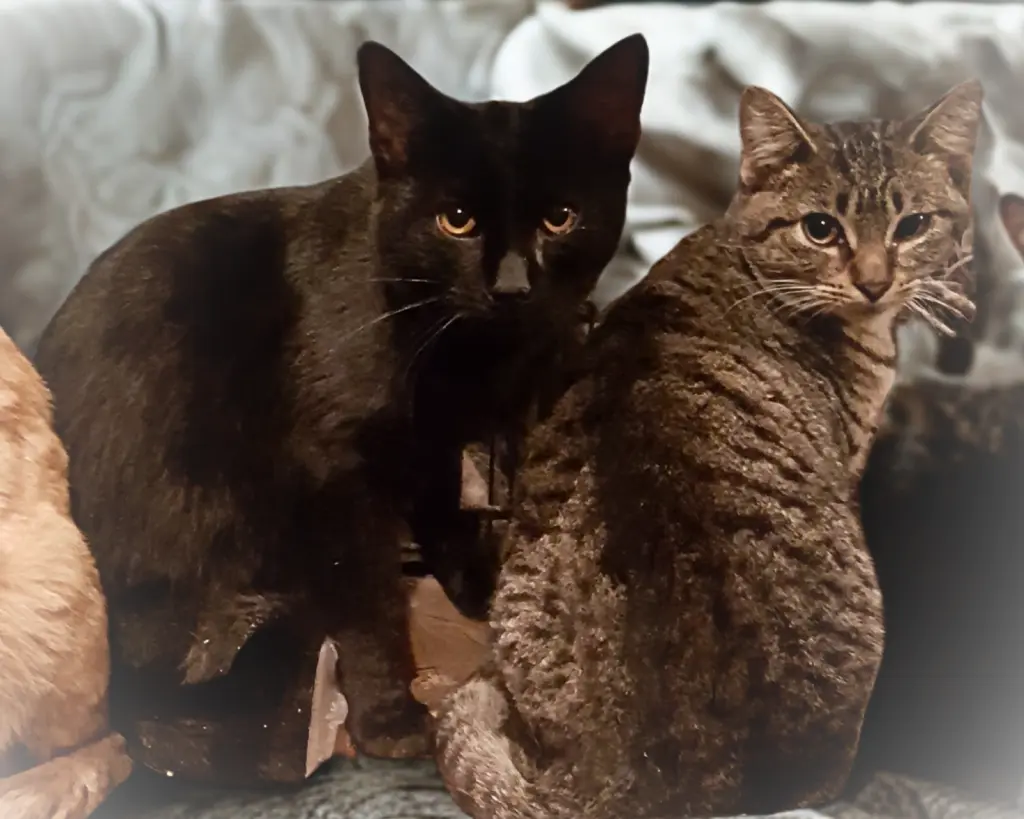 Crowfeather