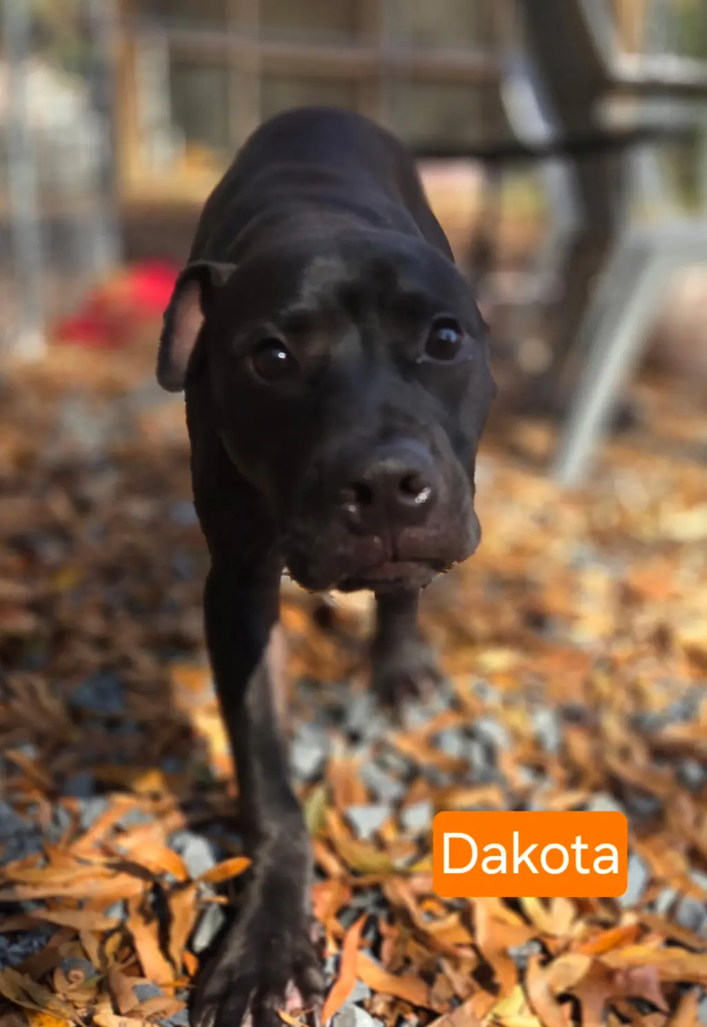 Dakota
