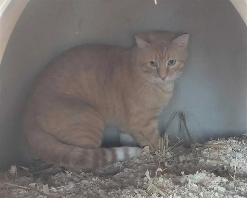 DUNCAN