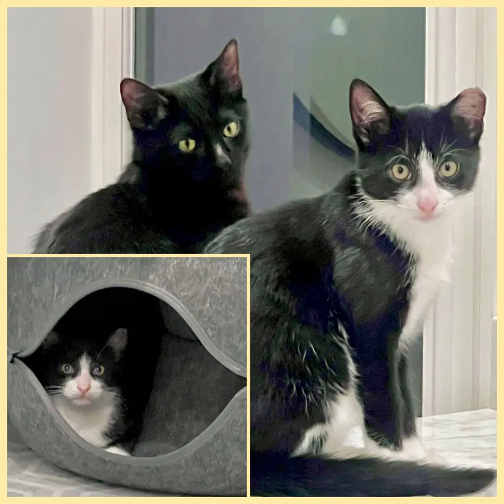 Nova and Orion