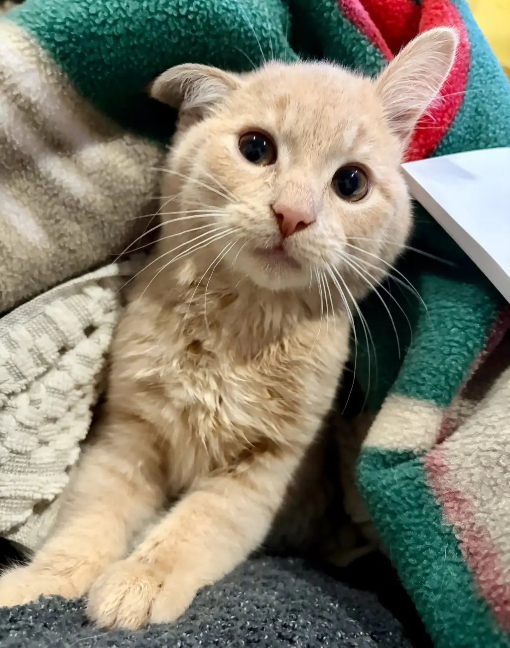 Gus - Cerebellar Hypoplasia