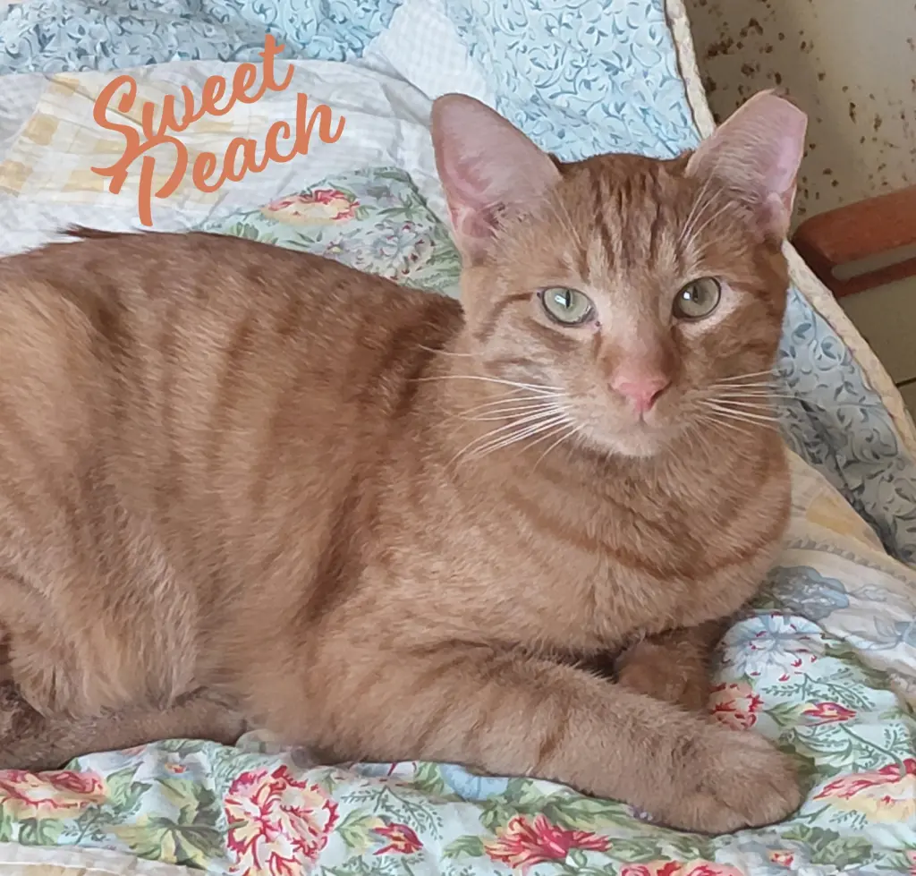 Sweet Peach #bonded-to-Frankie