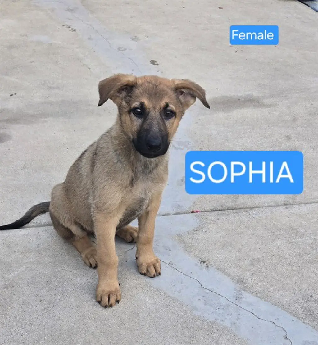 SOPHIA