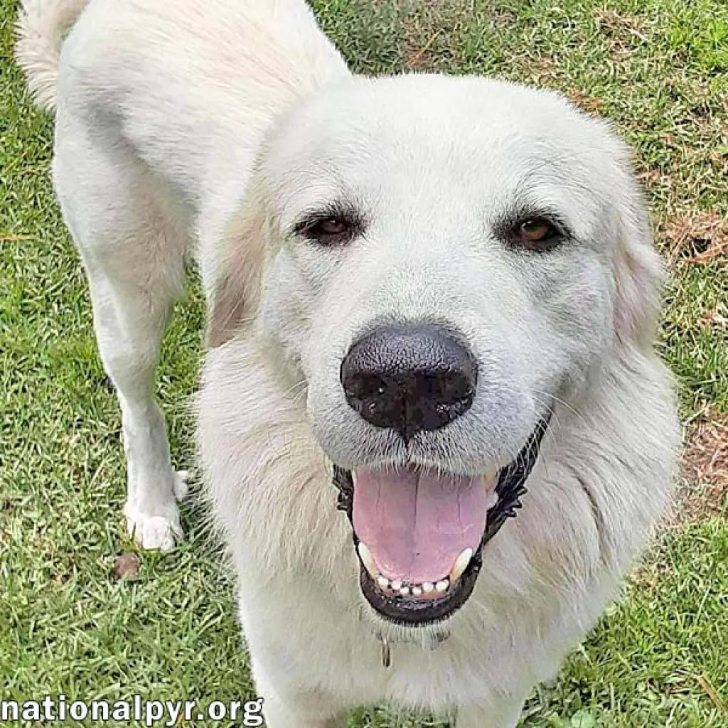 Yeti in SC - Energetic, Playful & Sweet!