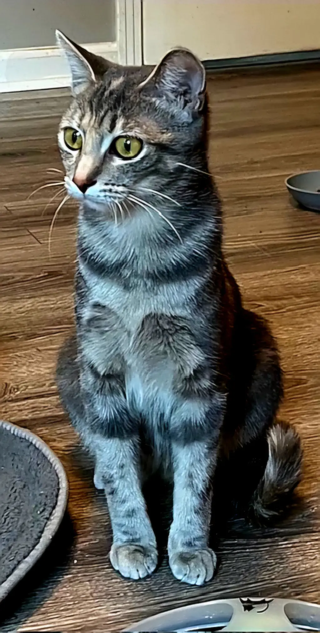 MEREDITH GREY