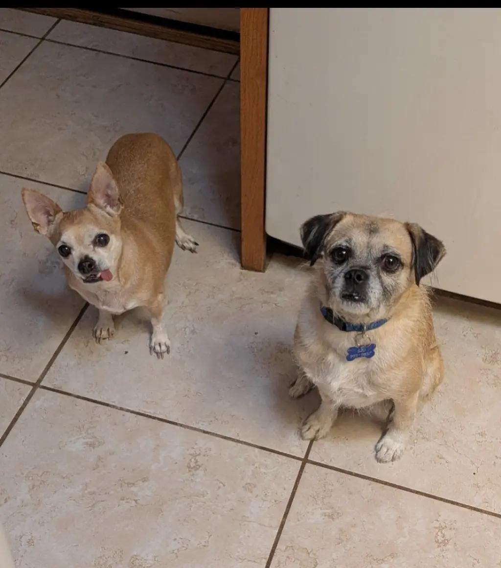 COURTESY POSTING PugsLee