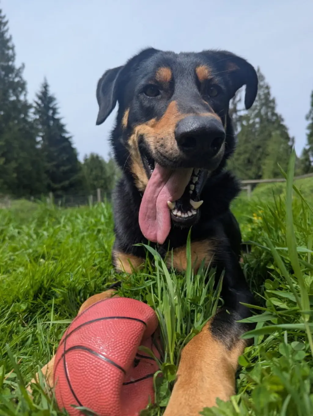 Bodhi