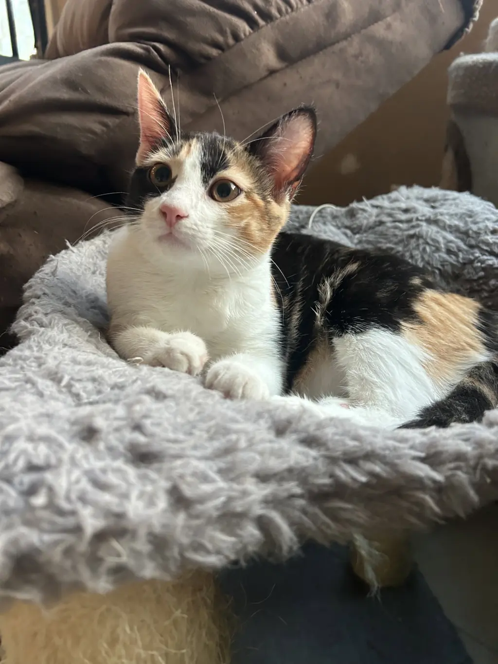 Pinky Pie ( Christina)
