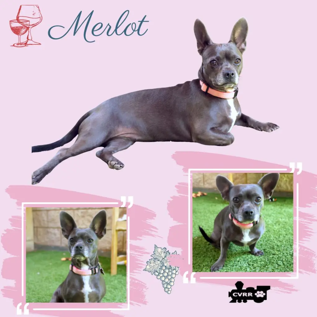 Merlot