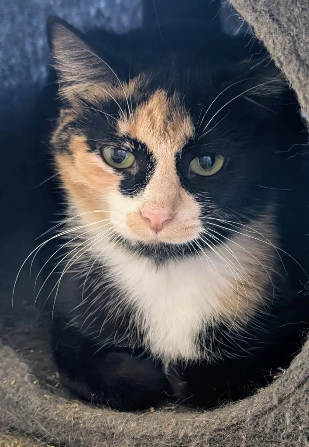 Georgia
