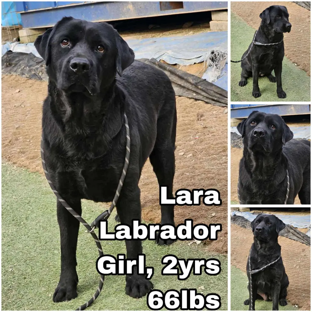 Lara from Korea
