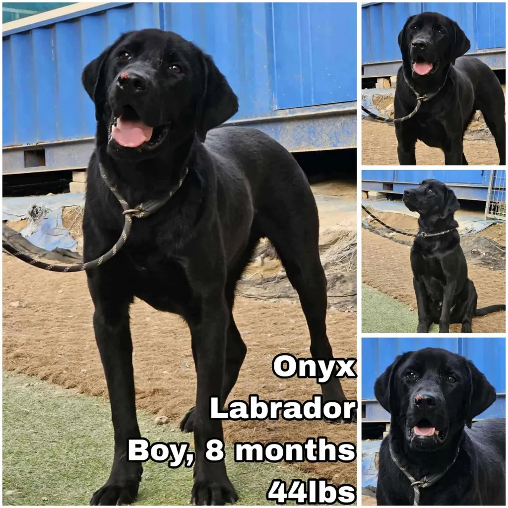 Onyx from Korea