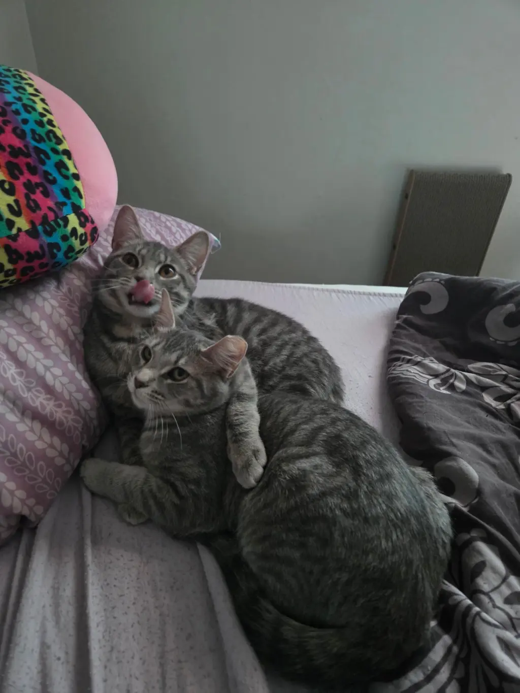 Stockholm & Nova