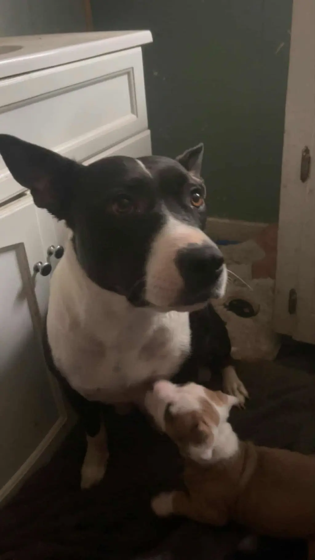 Raisin-Lucky Litter Mama