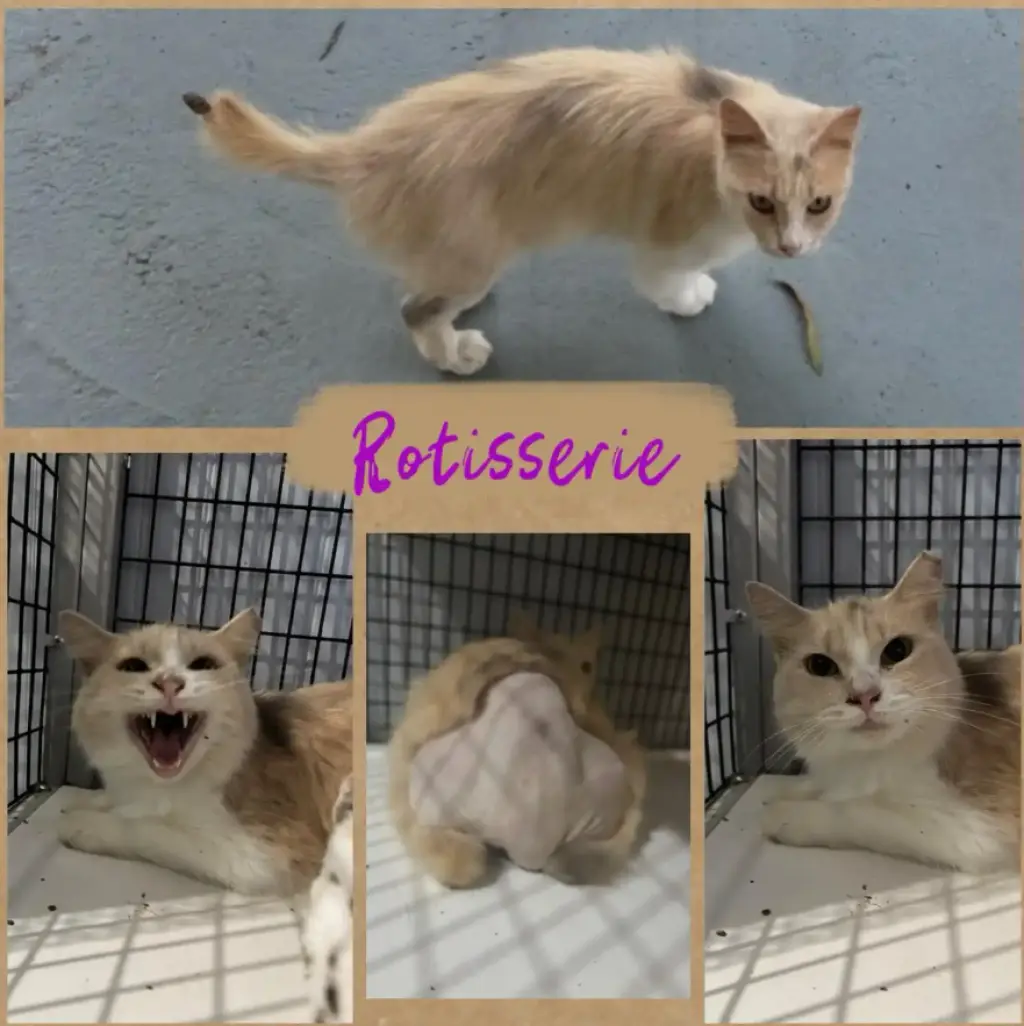 Rotisserie