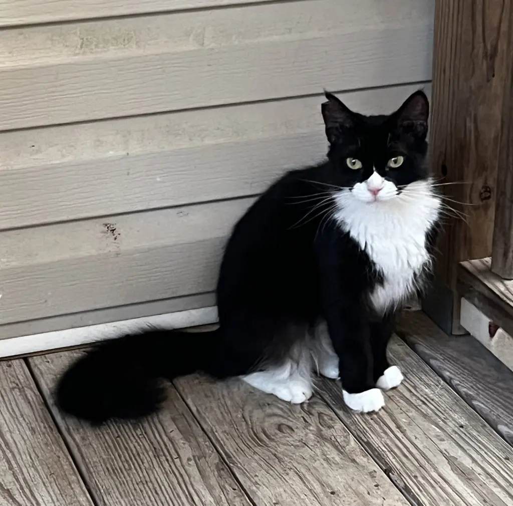 Blackie