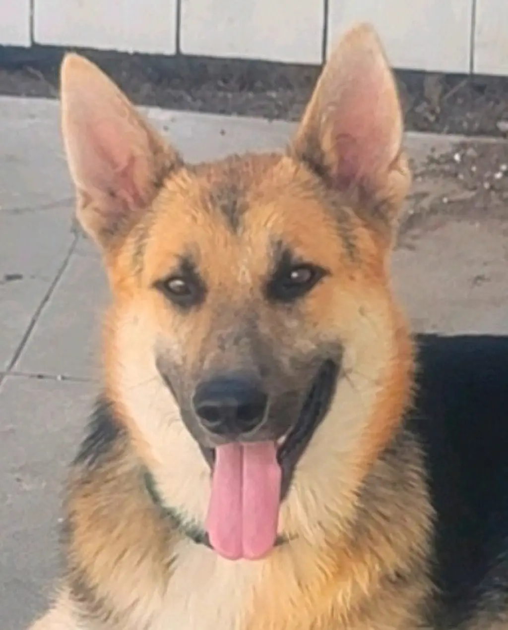 Niko (CP) - Foster or Adopt Me!