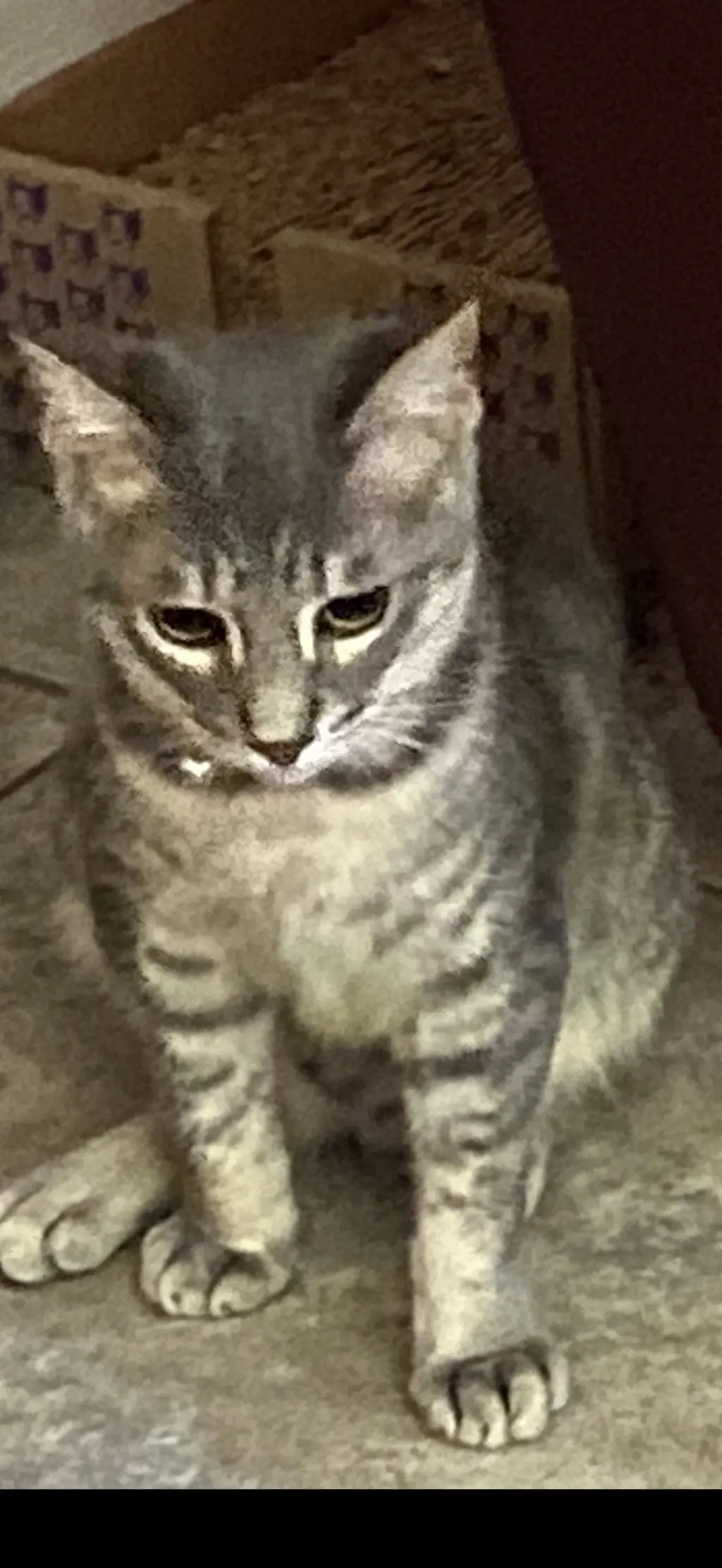Cecil