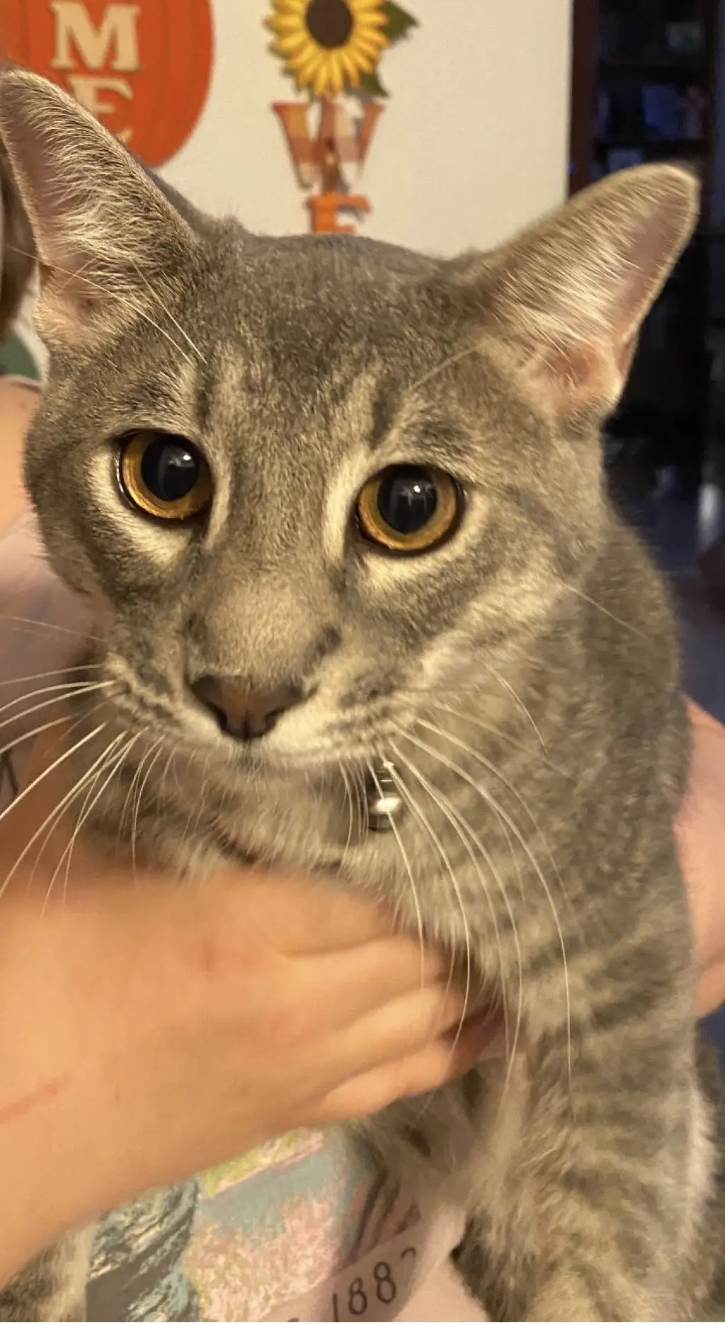 Sammy