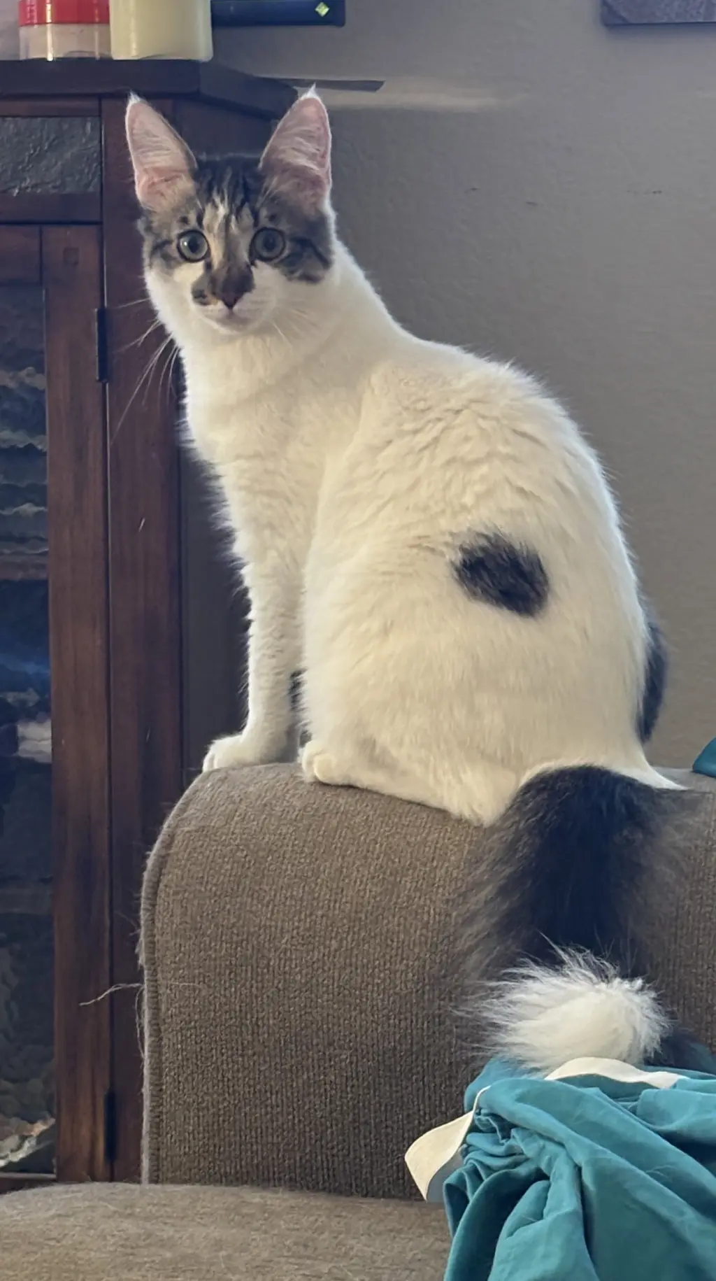 Prince Charming (Napa Petco)