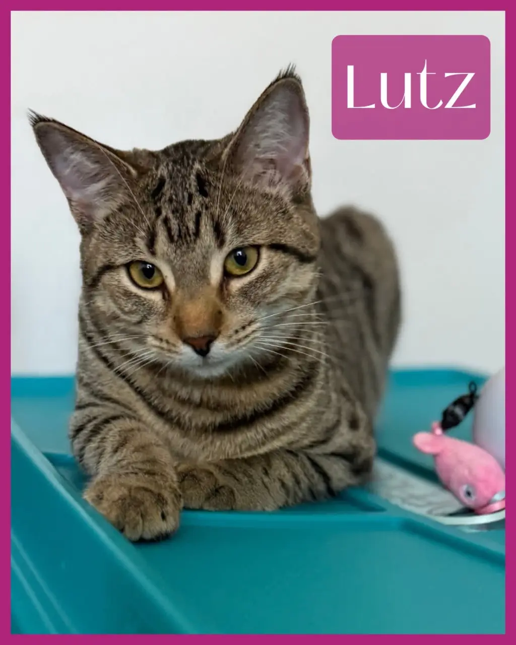 Lutz