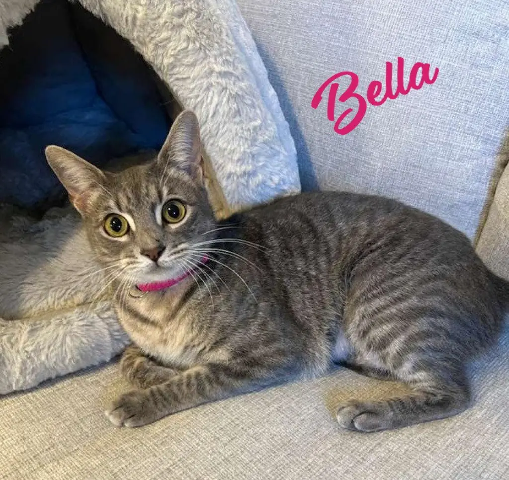 Bella #cuddle-pillow
