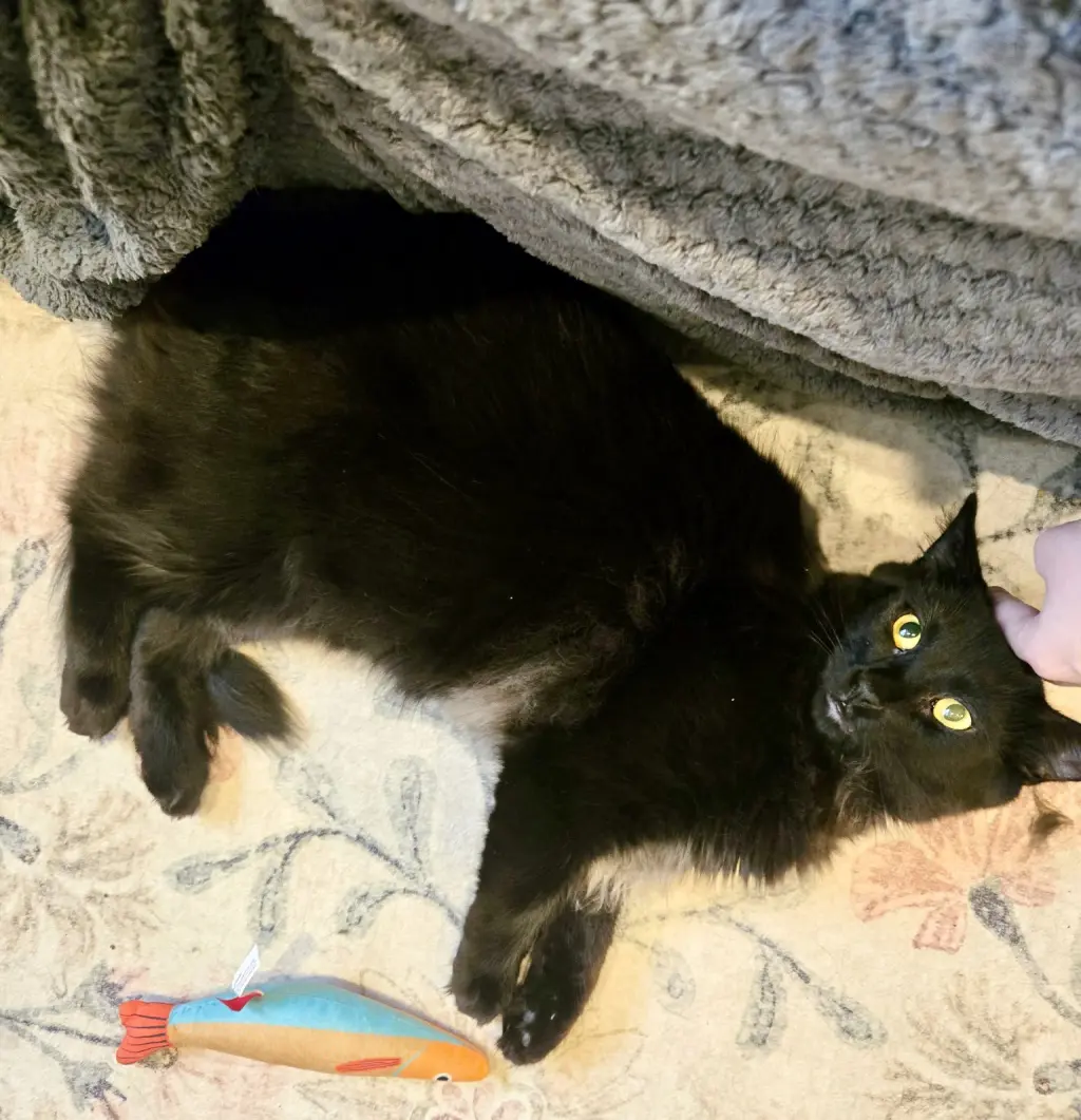Annabelle and Tickety-Boo