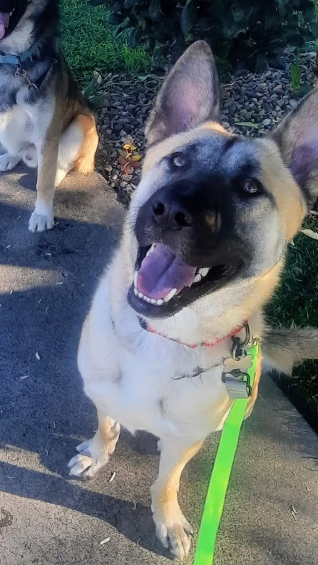 Enzo