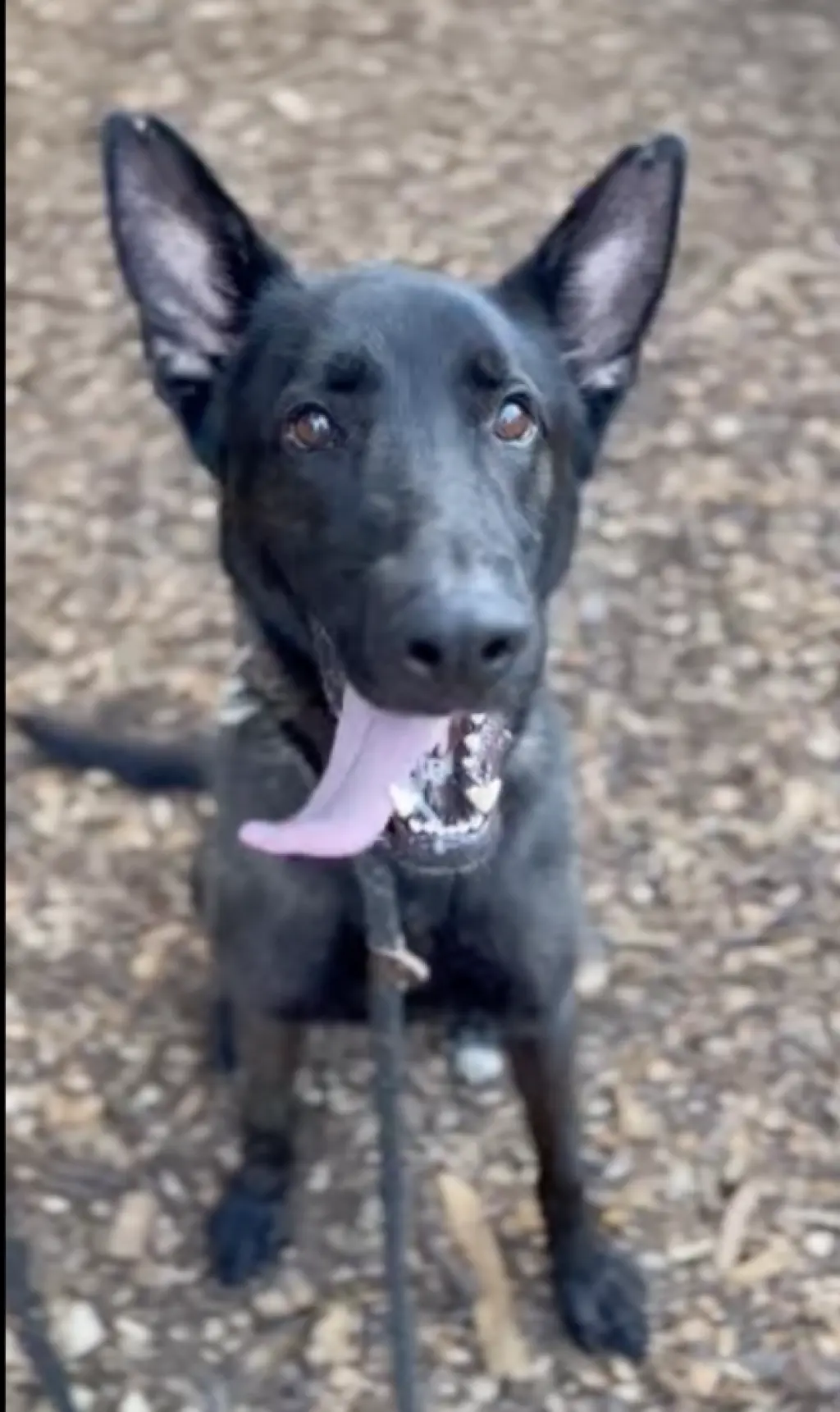 Ruger, fka Patterson - located in GA
