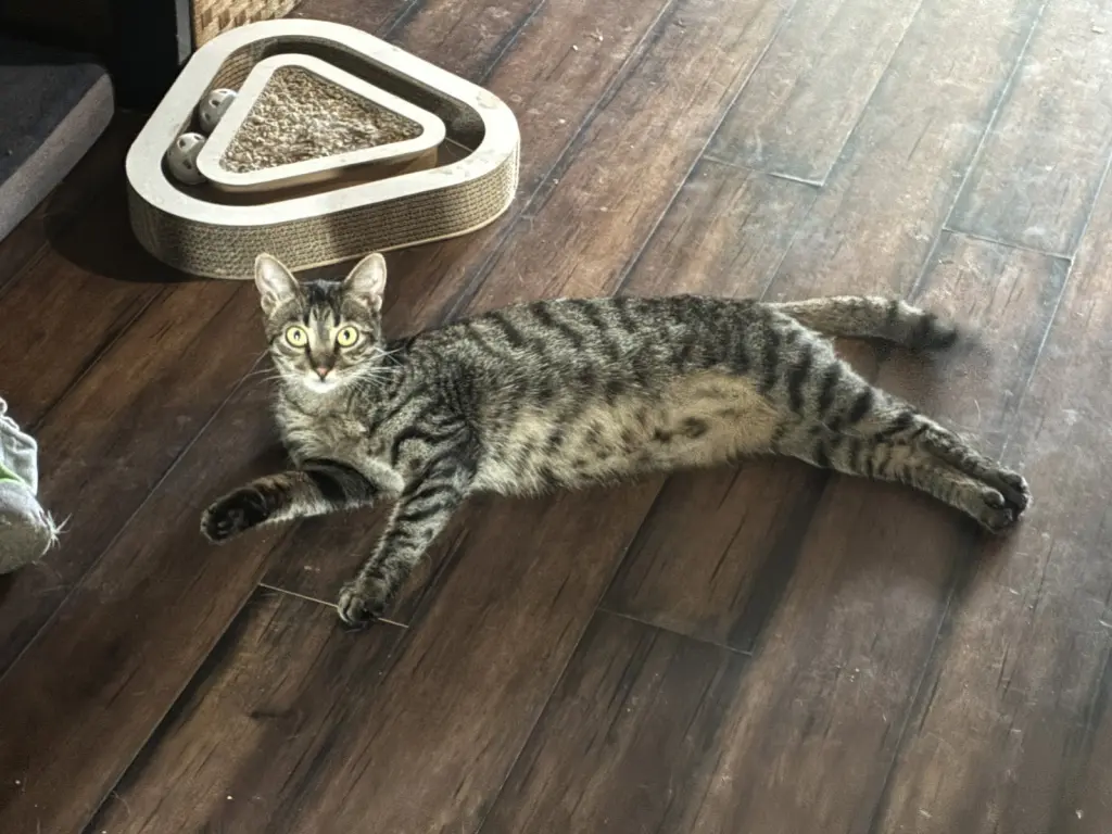 Rosie M