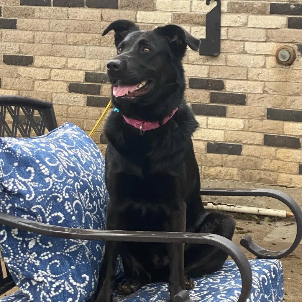 Cora