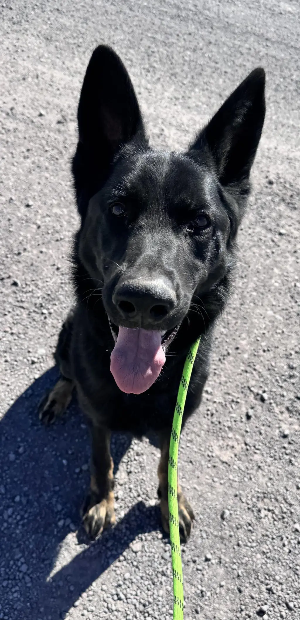 Levi