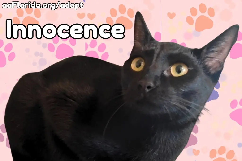 Innocence